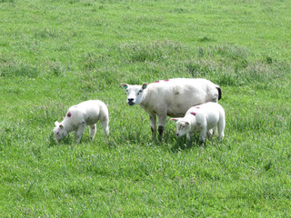 Schaf mit 2 Lmmern bei Hollum