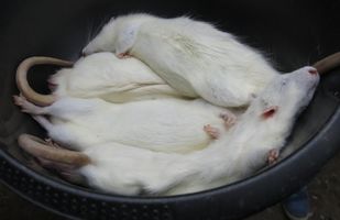 Weiße Ratten als Futter.