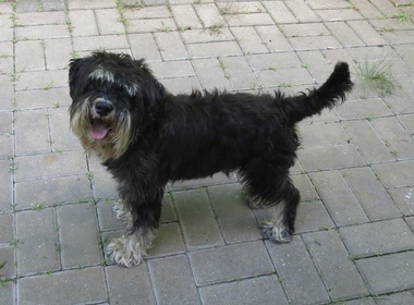 Eico vor dem Frisieren