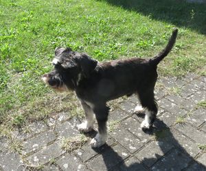 Eico nach dem Frisieren