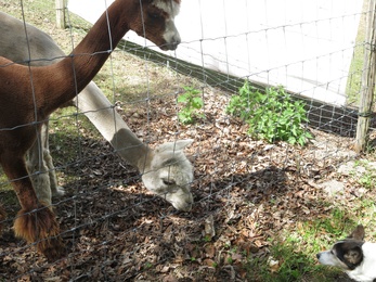 Fluffy und Lamas