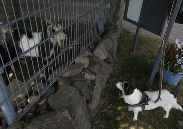 Fluffy und Ziegen
