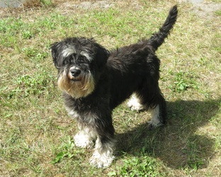 Eico, der Zwergschnauzer
