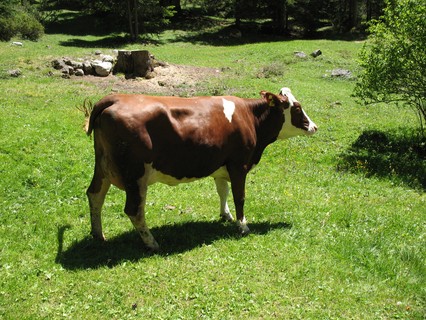 eine Kuh auf der Wiese