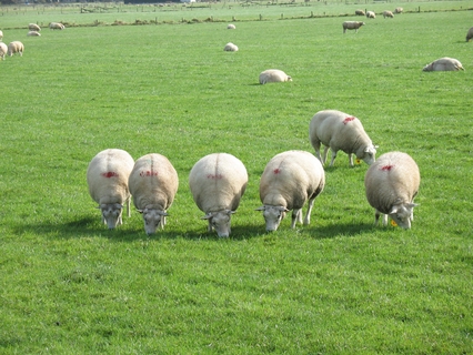 5 Schafe grasen