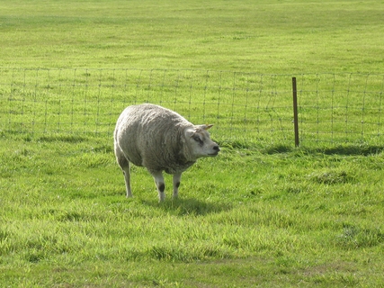 ein krankes Schaf