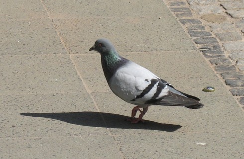 eine Taube in Berlin