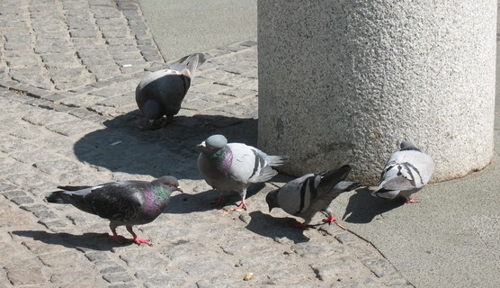 die Taube mit ihren Freunden