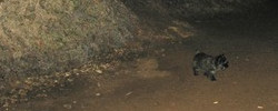 Xenia in einer Höhle