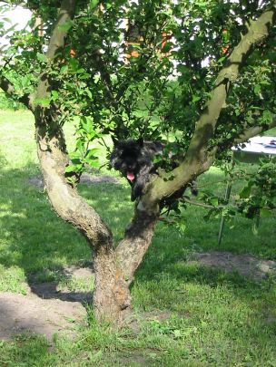 Xenia klettert auf einen Baum